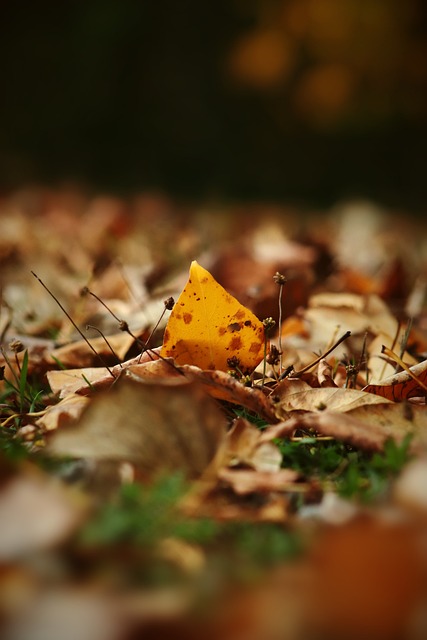 胜利将为国 胜利将为国